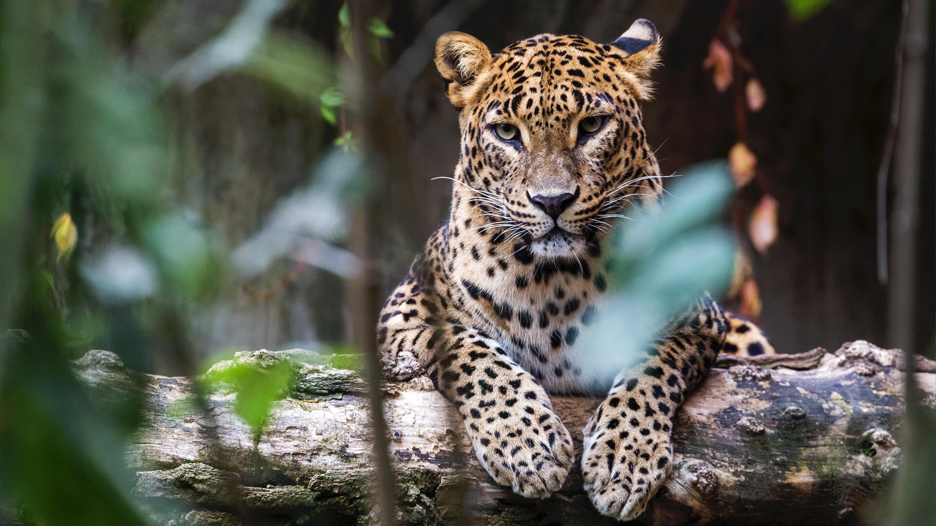 Safari Wildlife